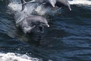 Dolphin Cruises Aboard The Cold Mil Fleet Tours