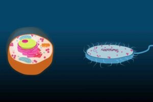 is a australian shepherd cell type prokaryote or eukaryote