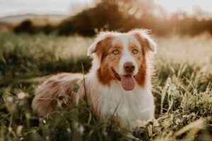 is an australian shepherd uni or multicellular