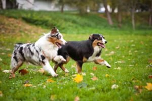 is an australian shepherd unicellular or multicellular